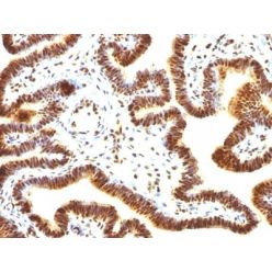 SUMO-1(SUMO1/1188), CF640R conjugate, 0.1mg/mL