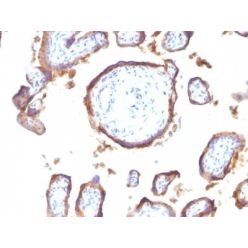 EGFR(GFR1195), CF640R conjugate, 0.1mg/mL