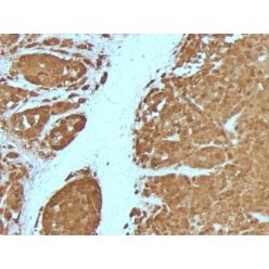 S100B(4C4.9 + S100B/1012), 0.2mg/mL