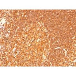 HLA-DRB(LN-3 + HLA-DRB/1067), CF640R conjugate, 0.1mg/mL