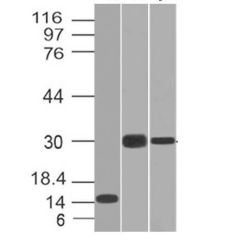 CELA3B(CELA3B/1218), CF640R conjugate, 0.1mg/mL
