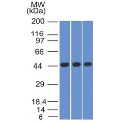 Napsin-A(NAPSA/1238), CF640R conjugate, 0.1mg/mL