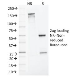 MLH1 (MutL Homolog 1)(MLH1/1324), CF640R conjugate, 0.1mg/mL
