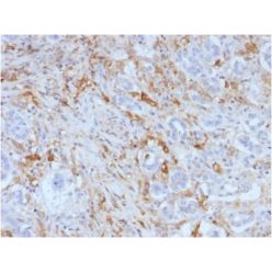Ferritin, Light Chain (FTL) (Microglia Marker) (FTL/1388), CF640R conjugate, 0.1mg/mL