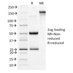 CD71 / Transferrin Receptor (TFRC)(TFRC/1396), CF640R conjugate, 0.1mg/mL