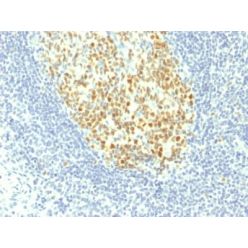 MCM7 (Proliferation Marker) (MCM7/1467), CF640R conjugate, 0.1mg/mL