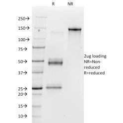 Vitronectin Receptor / CD51 / CD61(23C6), CF640R conjugate, 0.1mg/mL