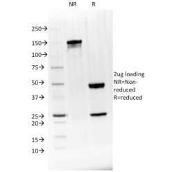 BTLA(BTLA/1528), CF640R conjugate, 0.1mg/mL
