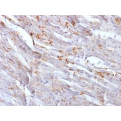 N-Cadherin / Cadherin-2 / CD325 (NCAD) (CDH2/1573), CF640R conjugate, 0.1mg/mL