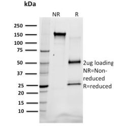 SREBP1(SREBP1/1578), CF640R conjugate, 0.1mg/mL