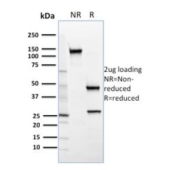 SREBP2(SREBP2/1579), CF640R conjugate, 0.1mg/mL