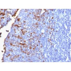 Human IgG (Immunoglobulin Gamma Heavy Chain) (B-Cell Marker) (IG1707R), CF640R conjugate, 0.1mg/mL