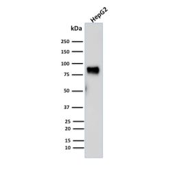 MDM2(SMP14), CF640R conjugate, 0.1mg/mL