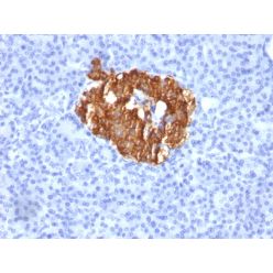 Insulin / IRDN (beta-Cell & Insulinoma Marker)(K36aC10), CF640R conjugate, 0.1mg/mL