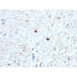 Ubiquitin (Autophagy Marker) (UBB/1748), CF640R conjugate, 0.1mg/mL