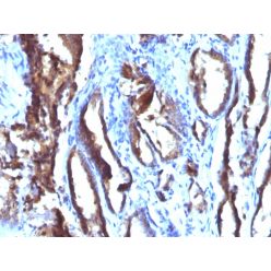 Prostate Specific Antigen (PSA)(3E6), CF640R conjugate, 0.1mg/mL