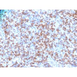 CD8A (Cytotoxic- & Suppressor T-Cell Marker)(N/A), CF640R conjugate, 0.1mg/mL