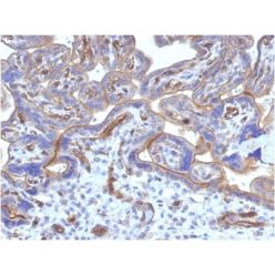 Thrombomodulin / CD141 (Endothelial Cell Marker) (THBD/1782), CF640R conjugate, 0.1mg/mL