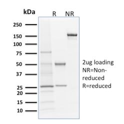 Langerin / CD207 (Marker of Langerhans Cells)(LGRN/1821), CF640R conjugate, 0.1mg/mL