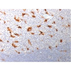 CD68 (Macrophage Marker) (LAMP4/1830), CF640R conjugate, 0.1mg/mL
