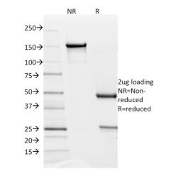 PD-L2 / PDCD1LG2 / CD273(PDL2/1850), CF640R conjugate, 0.1mg/mL