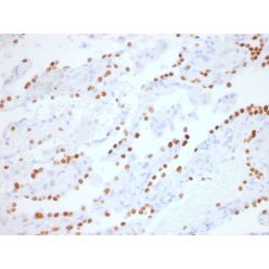 TTF-1 / NKX2.1 (Thyroid & Lung Epithelial Marker) (NX2.1/1855R), CF640R conjugate, 0.1mg/mL