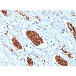 Glycophorin A / CD235a (Erythrocyte Marker) (rGYPA/280), CF640R conjugate, 0.1mg/mL
