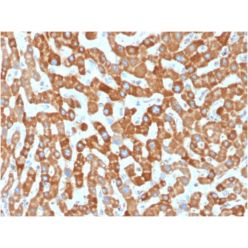 Prohibitin (Mitochondrial Marker)(PHB/1881), CF640R conjugate, 0.1mg/mL