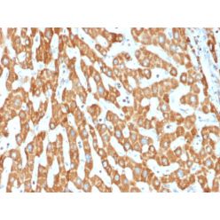 Prohibitin (Mitochondrial Marker)(PHB/1882), CF640R conjugate, 0.1mg/mL