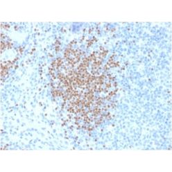 PAX5 / BSAP (Early B-Cell Marker) (PCRP-PAX5-1B1), CF640R conjugate, 0.1mg/mL