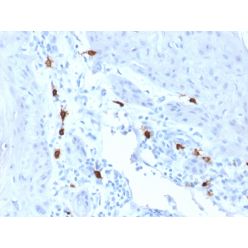 Tryptase (Mast Cell Marker)(TPSAB1/1963), CF640R conjugate, 0.1mg/mL