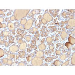 Thyroglobulin (Thyroidal Cell Marker) (r6E1), CF640R conjugate, 0.1mg/mL