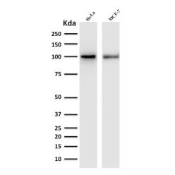 ENAH / MENA (Actin Regulator)(ENAH/1988), CF640R conjugate, 0.1mg/mL