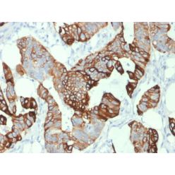 Cytokeratin 20 (KRT20) (Colorectal Epithelial Marker)(KRT20/1993), CF640R conjugate, 0.1mg/mL