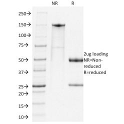 PD1, Mouse(RMP1-14), CF640R conjugate, 0.1mg/mL
