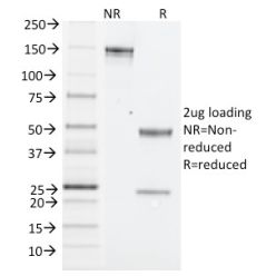 NK1.1 / CD161c / Klrb1c, Mouse(PK136), CF640R conjugate, 0.1mg/mL