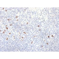 Human IgG4 (Ig Heavy Constant Gamma 4) (G4m Marker) (IGHG4/2042R), CF640R conjugate, 0.1mg/mL