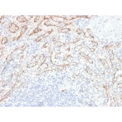 TNFS15 / VEGI (Vascular Endothelial Growth Inhibitor) (VEGI/2052R), CF640R conjugate, 0.1mg/mL