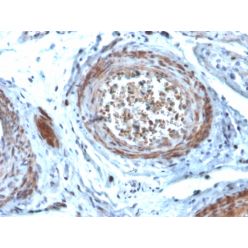 StAR (Steroidogenic Acute Regulator) (Leydig Cell Marker)(STAR/2077), CF640R conjugate, 0.1mg/mL