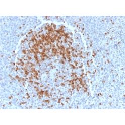 TCL1 (T-Cell Marker) (TCL1/2078), CF640R conjugate, 0.1mg/mL