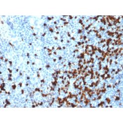 TCL1 (T-Cell Marker)(TCL1/2079), CF640R conjugate, 0.1mg/mL