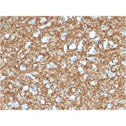p14ARF(4C6/4), CF640R conjugate, 0.1mg/mL