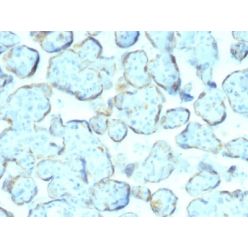 Superoxide Dismutase 1 (SOD1) (Antioxidant Enzyme) (SOD1/2089), CF640R conjugate, 0.1mg/mL