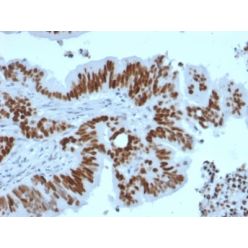 p53 Tumor Suppressor Protein (TP53/2092R), CF640R conjugate, 0.1mg/mL
