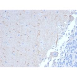 Biotium BNC402101-500, ATG5 (Autophagy Marker) (ATG5/2101), CF640R conjugate, 0.1mg/mL