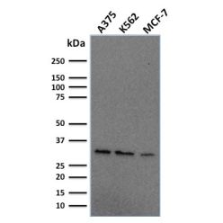 Replication Protein A2 (RPA2)(RPA2/2106), CF640R conjugate, 0.1mg/mL