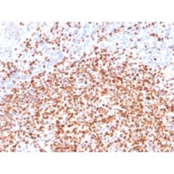 OCT-2 (POU2F2) (B-Cell Marker) (OCT2/2137), CF640R conjugate, 0.1mg/mL