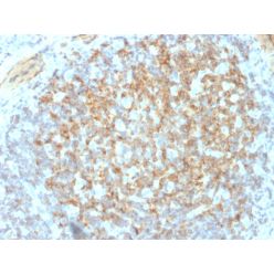 CD61 / Integrin 3 / Platelet Glycoprotein IIIa (Platelet Marker)(ITGB3/2145), CF640R conjugate, 0.1mg/mL