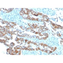 TACSTD2 / TROP2 (Epithelial Marker) (TACSTD2/2153), CF640R conjugate, 0.1mg/mL