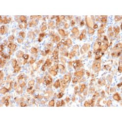 Thyroglobulin (Thyroidal Cell Marker)(r2H11), CF640R conjugate, 0.1mg/mL